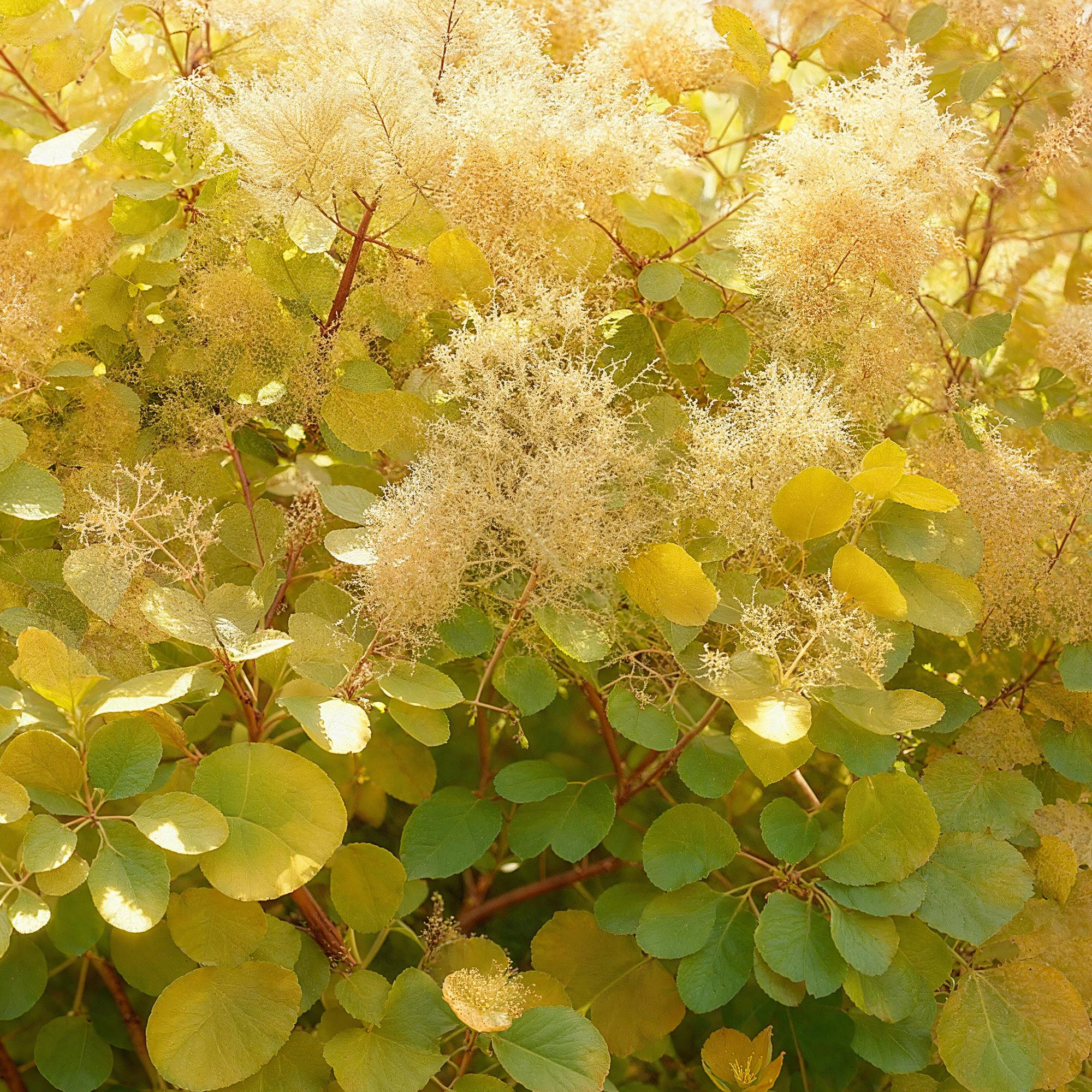 Cotinus coggyria Golden Spirit - Geel - 1 Plant - Bladverliezend - Weinig Onderhoud - Pot 12cm Hoogte 35cm