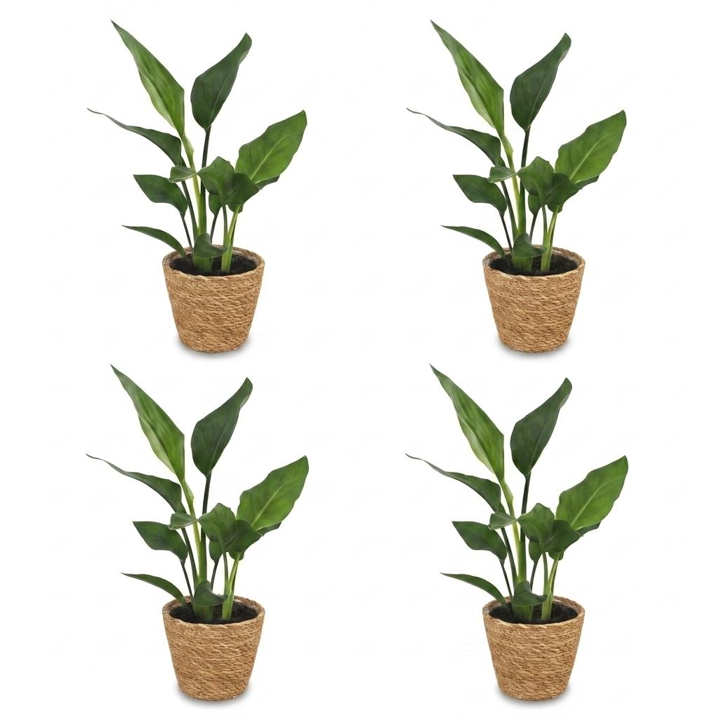 Strelitzia Reginea - Paradijsvogelbloem - 4x - met Zeegras Mand - Pot 12cm - Hoogte 35cm