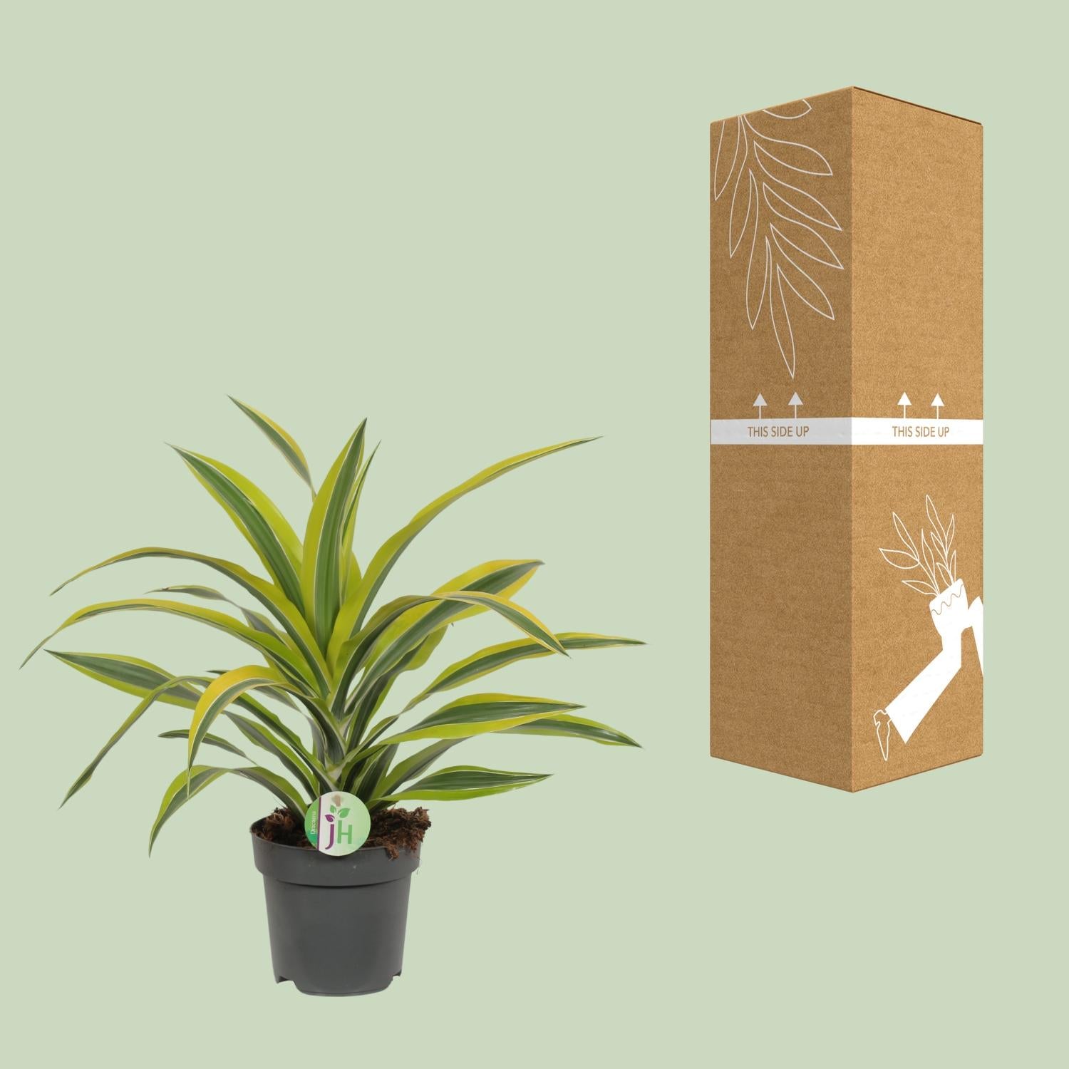 Dracaena Fragrans Citron Lime - Ø17cm - ↕40cm