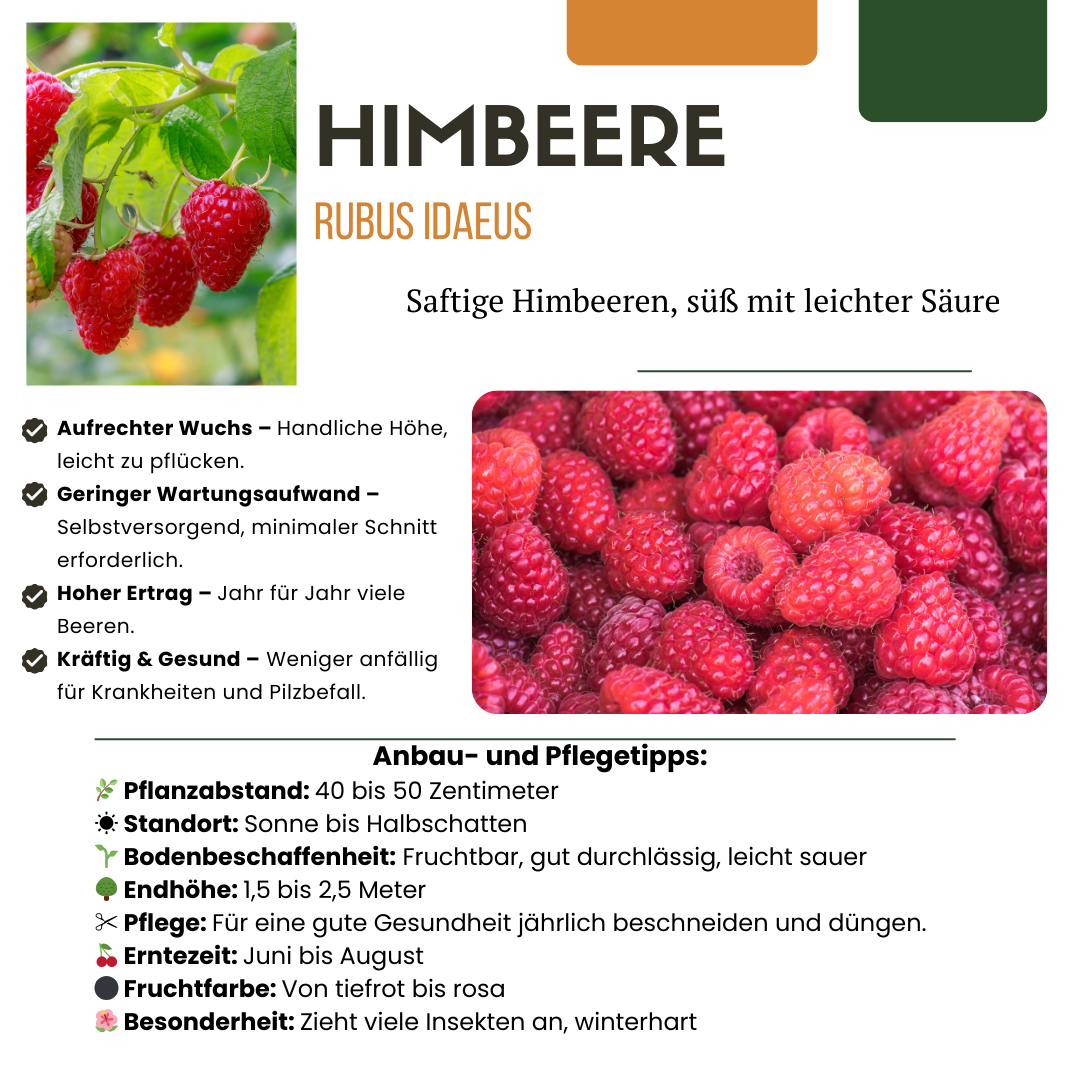6 x organic raspberry plants - Ø 13 cm - ↨ 20 cm