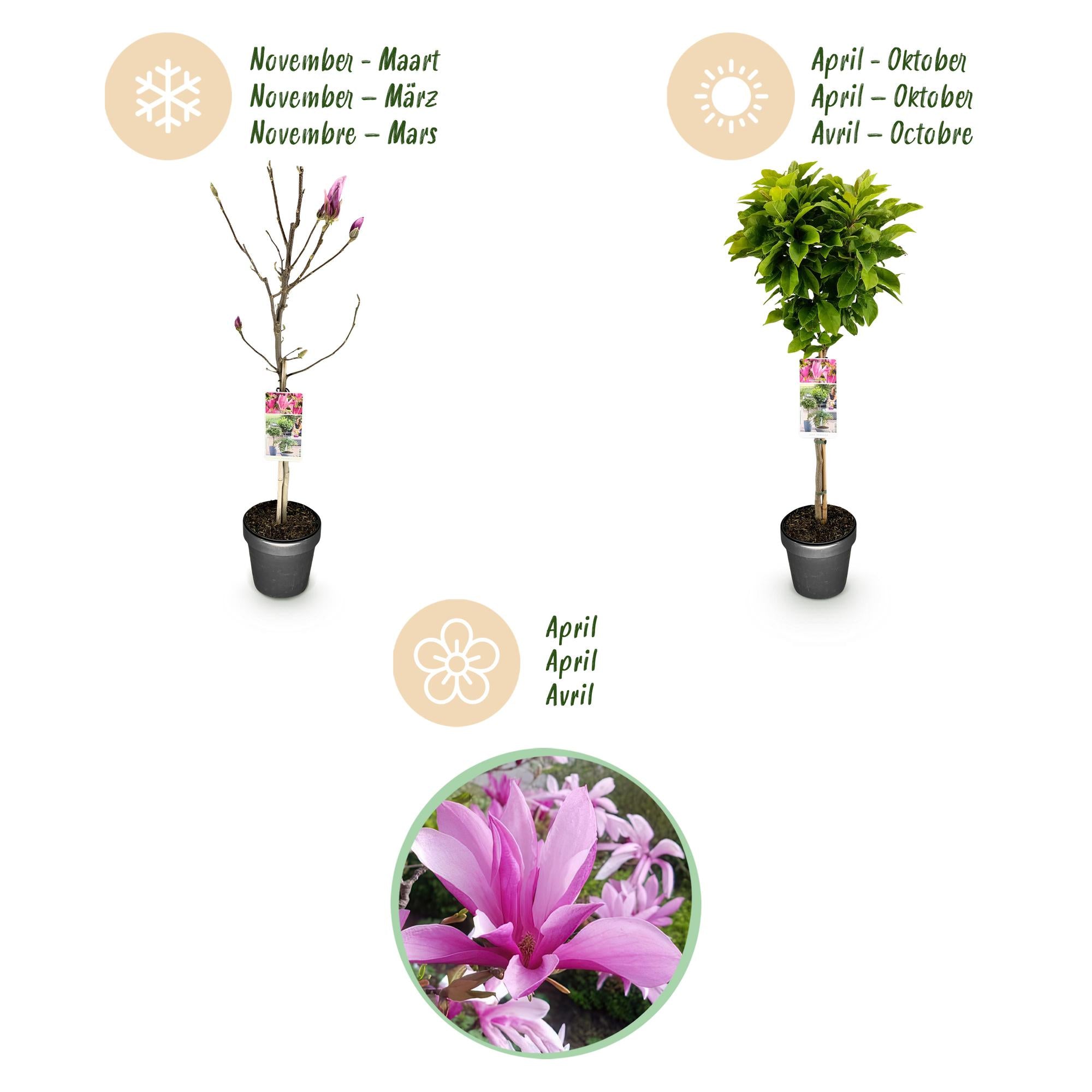 Magnolia Susan - Terras Plant - Bladverliezend - Winterhard - Roze Bloem - Pot 19cm Hoogte 90cm