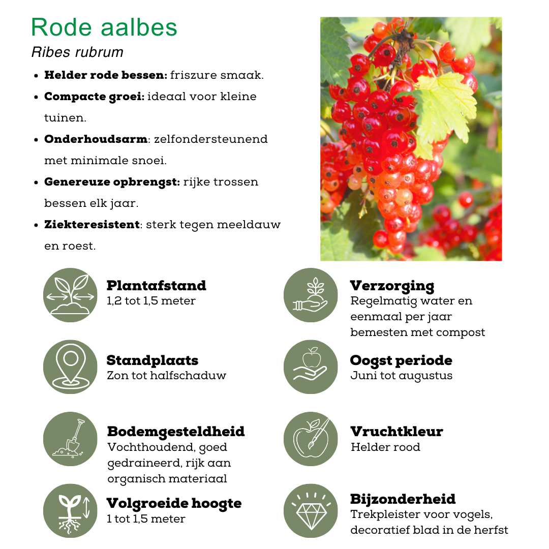 Biologische Fruitplanten mix set van 4 verschillende soorten