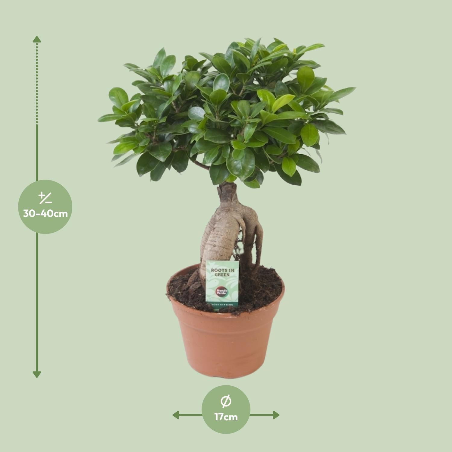Ficus Ginseng - Ø17 cm - ↕40 cm