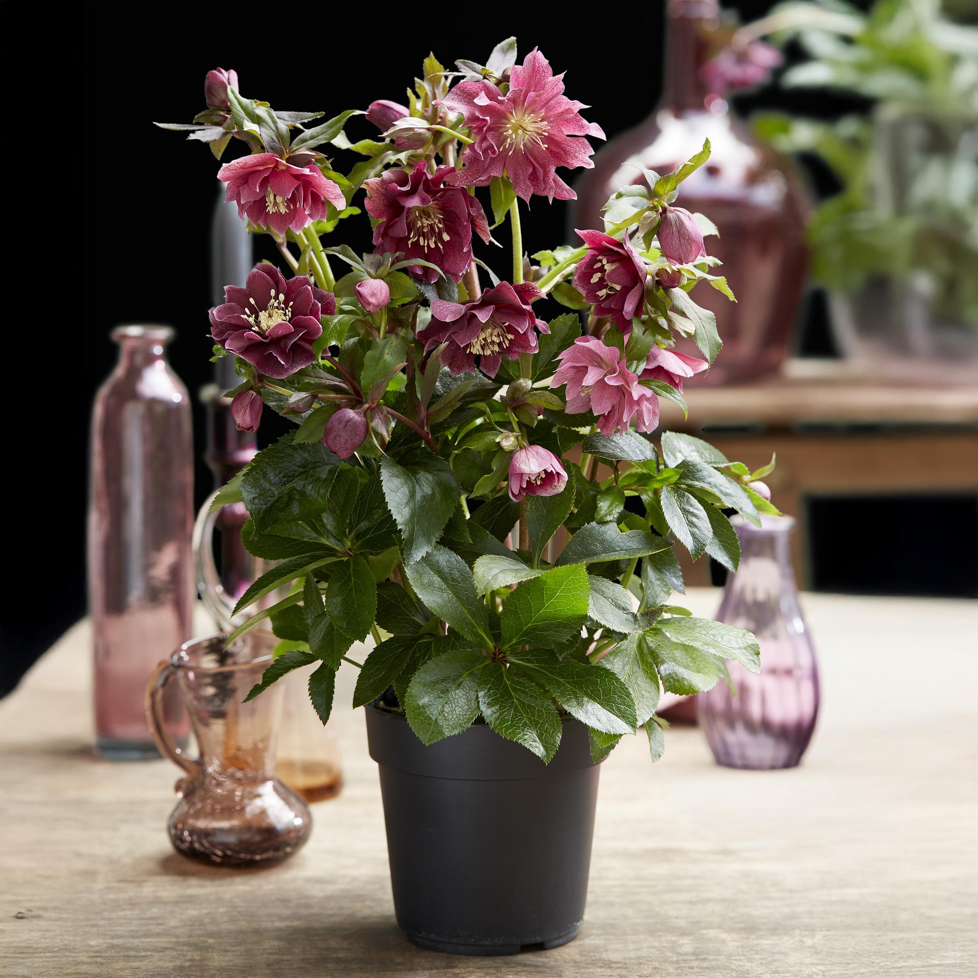 Lenten Rose - Helleborus orientalis Double Ellen Red - Rode Bloem -2 Planten - Groenblijvend - Pot 14cm Hoogte 35cm