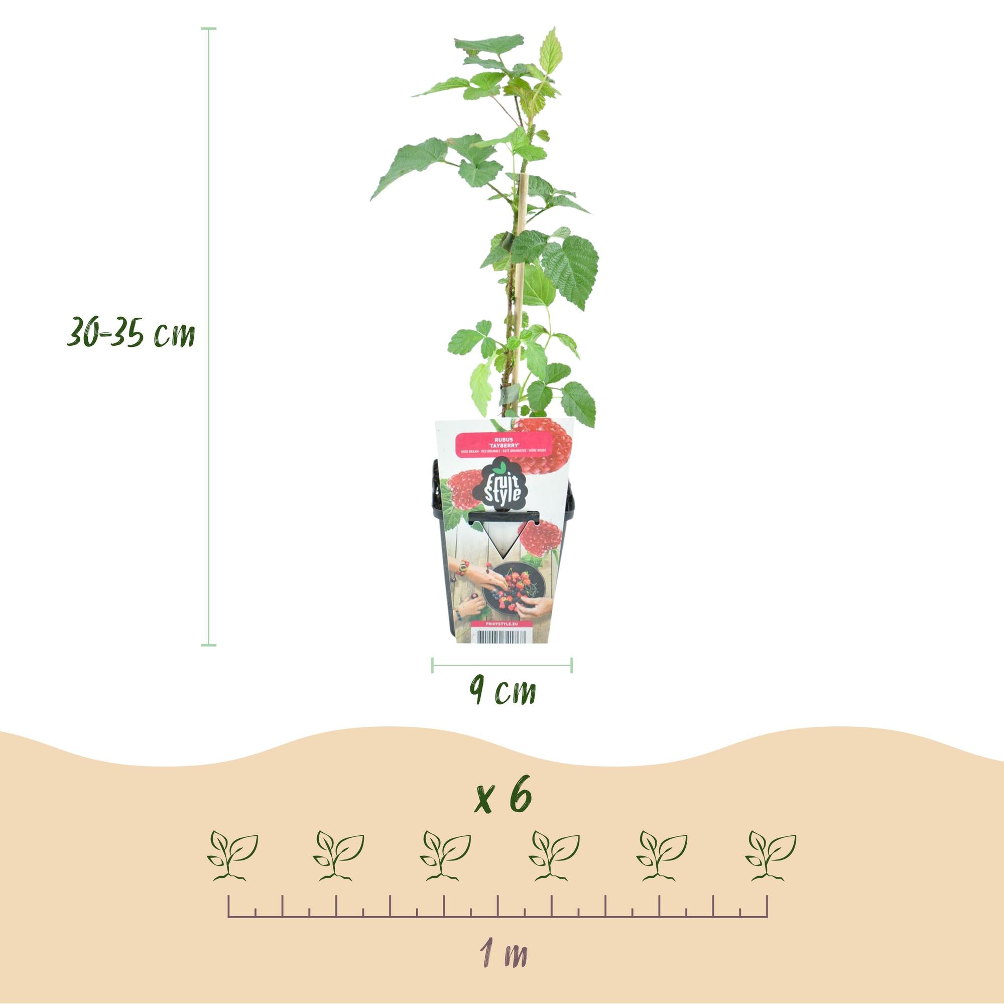 Taybes - Rubus Tayberry - Winterhard - 6 Planten - Pot 9 cm - Rode Bes