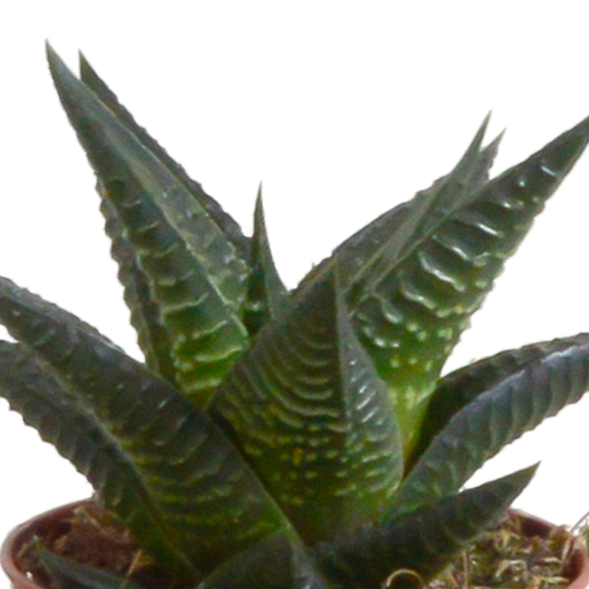 Gasteria/Haworthia mix 5,5cm - 5x - in Mexicaanse pot