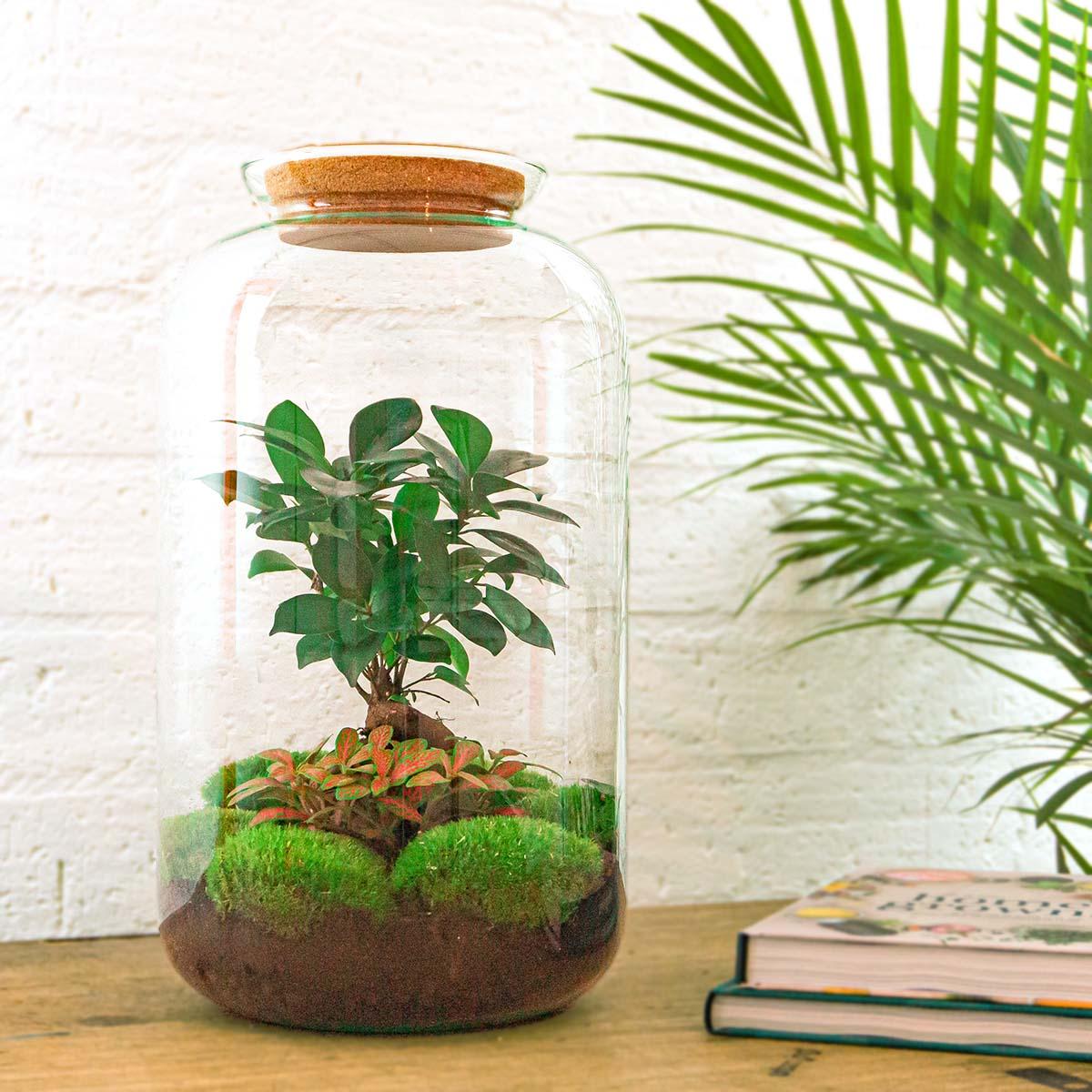 Terrario fai da te - Sven Bonsai - ↕ 43 cm - Rastrello + Pala