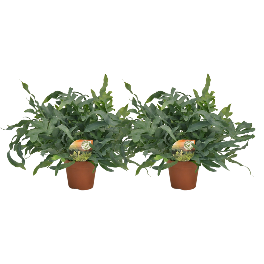 Phlebodium Blue Star - 2 pezzi - Ø17cm - Ø60cm