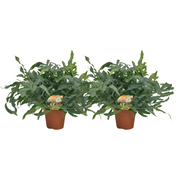 Phlebodium Blue Star - 2 pezzi - Ø17cm - Ø60cm