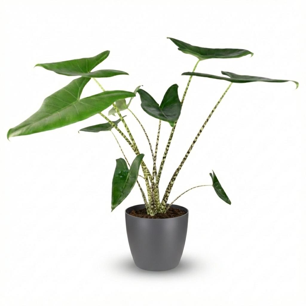 Olifantsoor - Alocasia Zebrina - Groen - Weinig onderhoud - 1 Plant - met Potter Grijs - Pot 21 cm - Hoogte 70 - 75cm