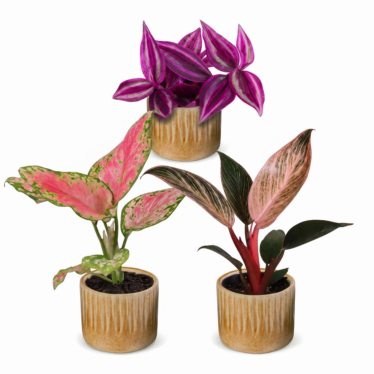 Baby Planten Paradise Mix - Diversen 3x - Tropisch - incl. Linnea Honey - Ø6cm - ↕10-15cm