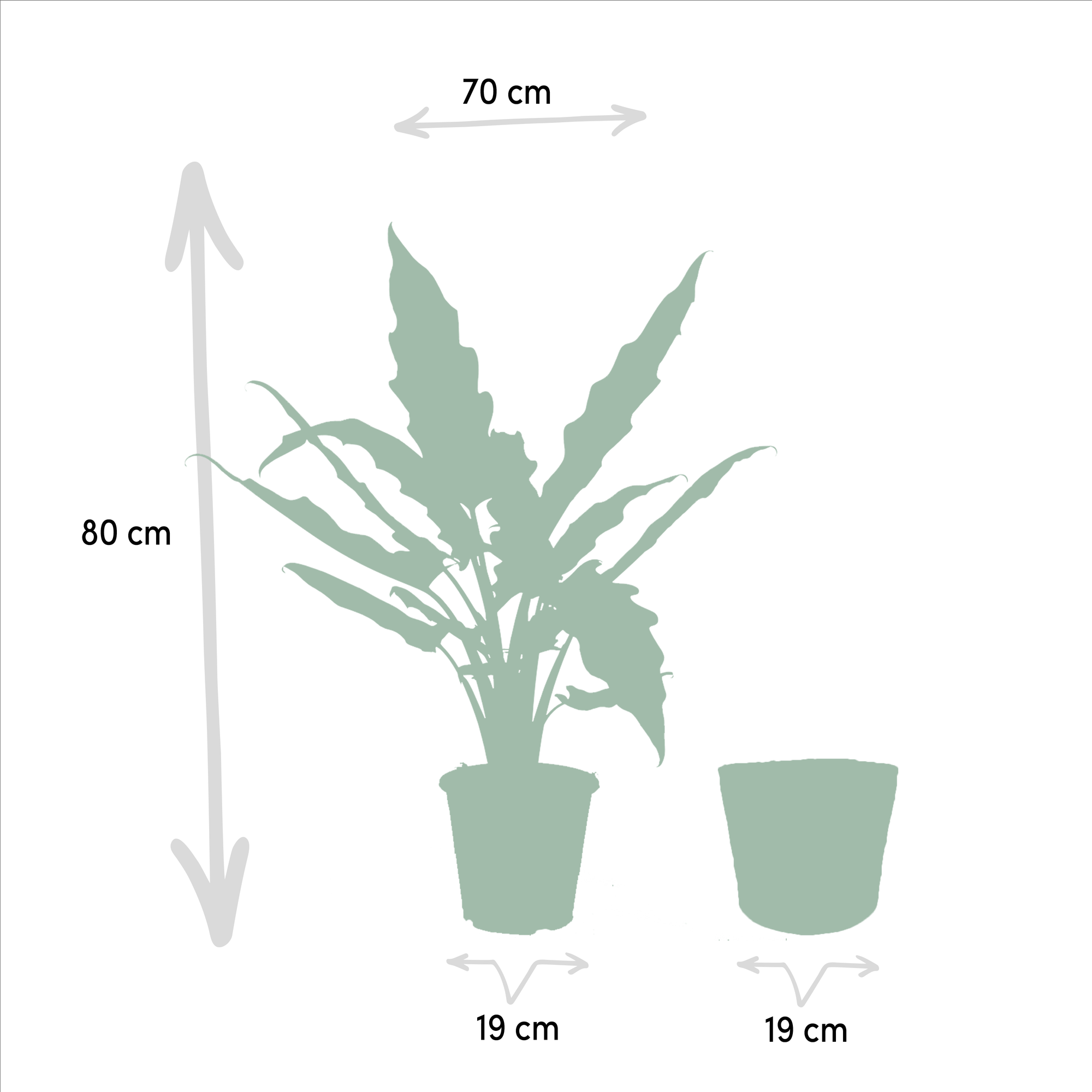 Alocasia Cucullata - Ø19cm - ↕60cm + Alocasia Lauterbachiana - Ø19cm - ↕75cm + Cesta Igmar