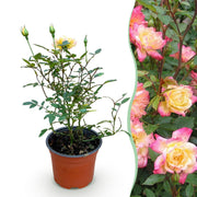 Rosa Tricolor Fairy - Roos - Winterhard - Geel-Roze - 1 Plant - Pot 12cm - Hoogte Hoogte 20-25cm