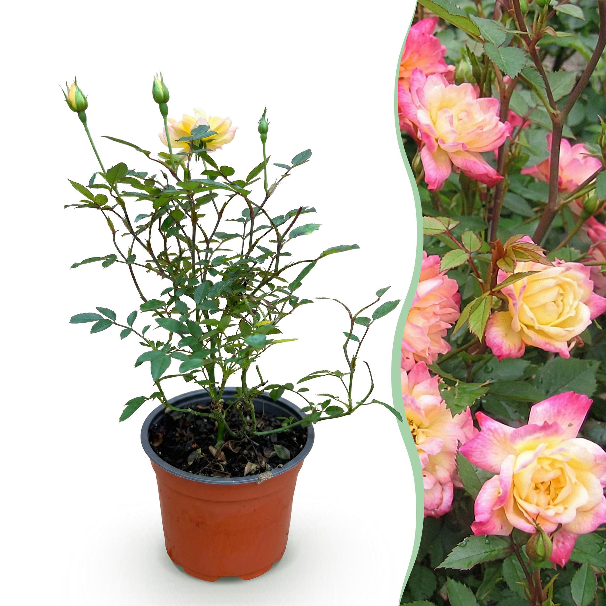 Rosa Tricolor Fairy - Roos - Winterhard - Geel-Roze - 1 Plant - Pot 12cm - Hoogte Hoogte 20-25cm