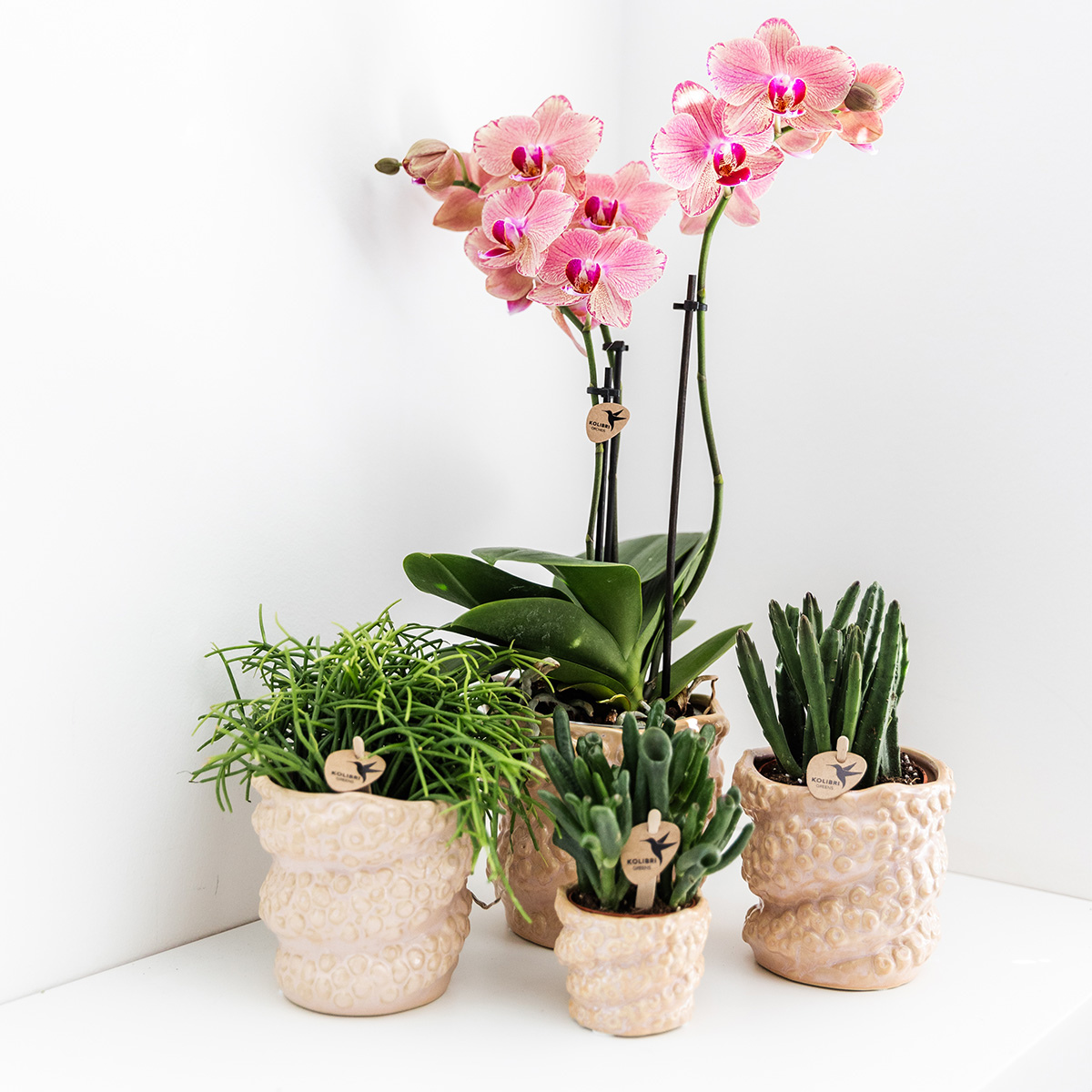 Kolibri Orchids I COMBI DEAL of 2 Phalaenopsis orchids - Pirate Picotee - pot size Ø12cm | flowering houseplant - fresh from the grower