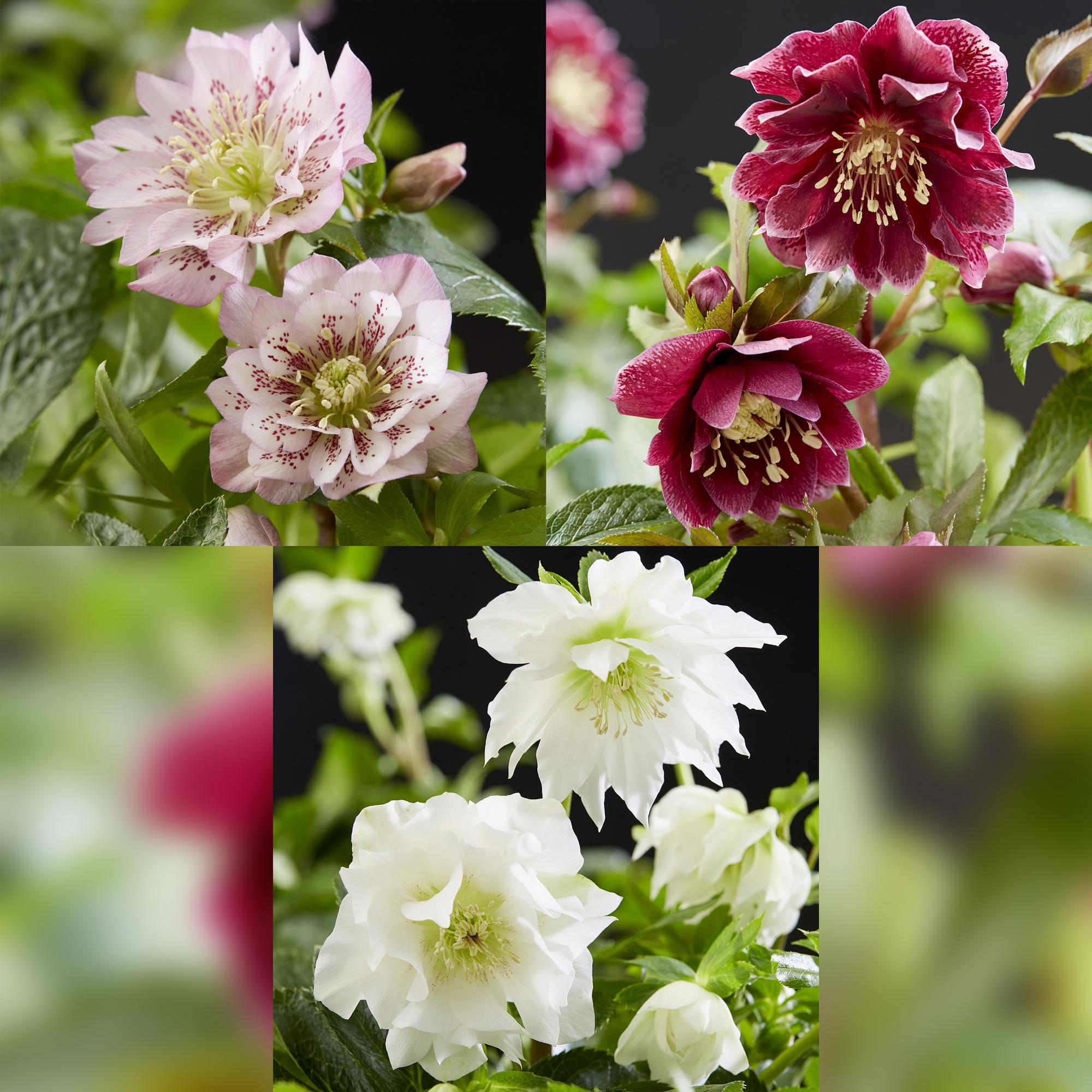 Lenten Rose - Helleborus orientalis Double Tricolour - Roze - Rode - Witte Bloem -3 Planten - Groenblijvend - Pot 14cm Hoogte 35cm