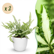 Pteris cretica Albolineata - Lintvaren - Huisdiervriendelijke Plant - Groen - 2 Planten - met Potter Wit - Pot 12cm - Hoogte 20cm