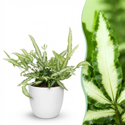 Pteris cretica Albolineata – Bandfarn – Haustierfreundliche Pflanze – Grün – 1 Pflanze – mit weißem Topf – Topfgröße 12 cm – Höhe 20 cm