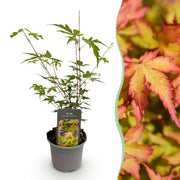 Acer palmatum Sangokaku - Groen - 1 Plant - Bladverliezend - Weing Onderhoud - Pot 12cm Hoogte 35cm
