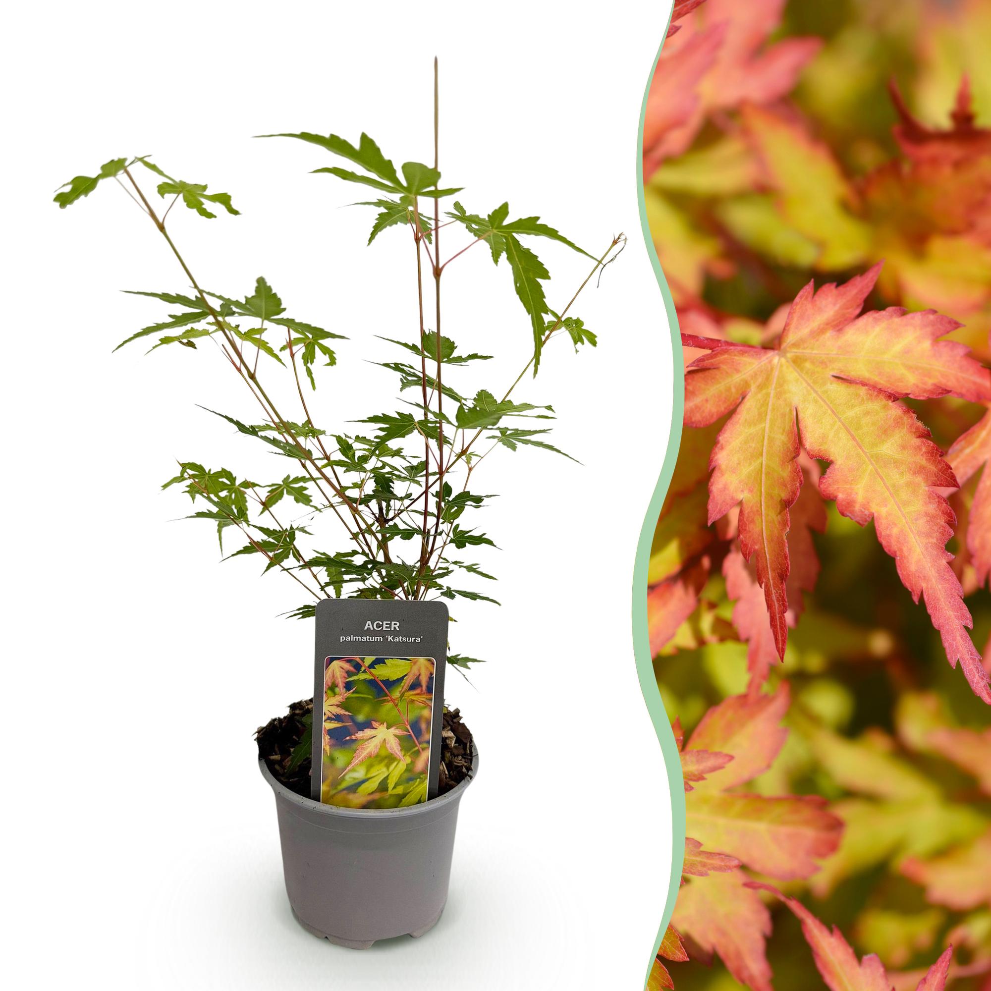 Acer palmatum Sangokaku - Groen - 1 Plant - Bladverliezend - Weing Onderhoud - Pot 12cm Hoogte 35cm