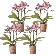 Kolibri Orchids | Combi Deal - 4 Roze-Paarse Phalaenopsis Orchideeën Diamond Bora Bora - Ø9 cm