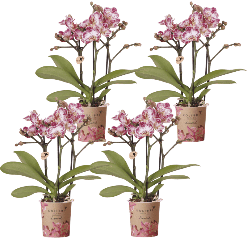 Kolibri Orchids | Combi Deal - 4 Roze-Paarse Phalaenopsis Orchideeën Diamond Bora Bora - Ø9 cm