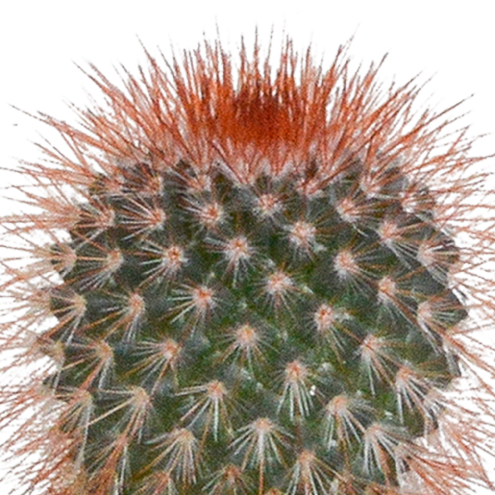 Cactus mix 5.5 cm - 5x - in white pot