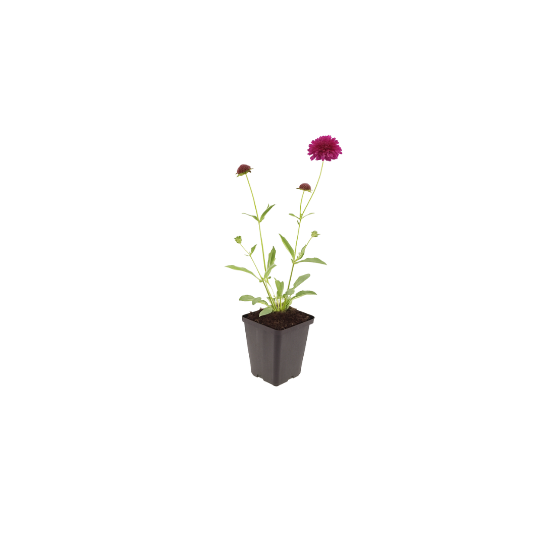 24x Knautia macedonica - ↕10-25cm - Ø9cm