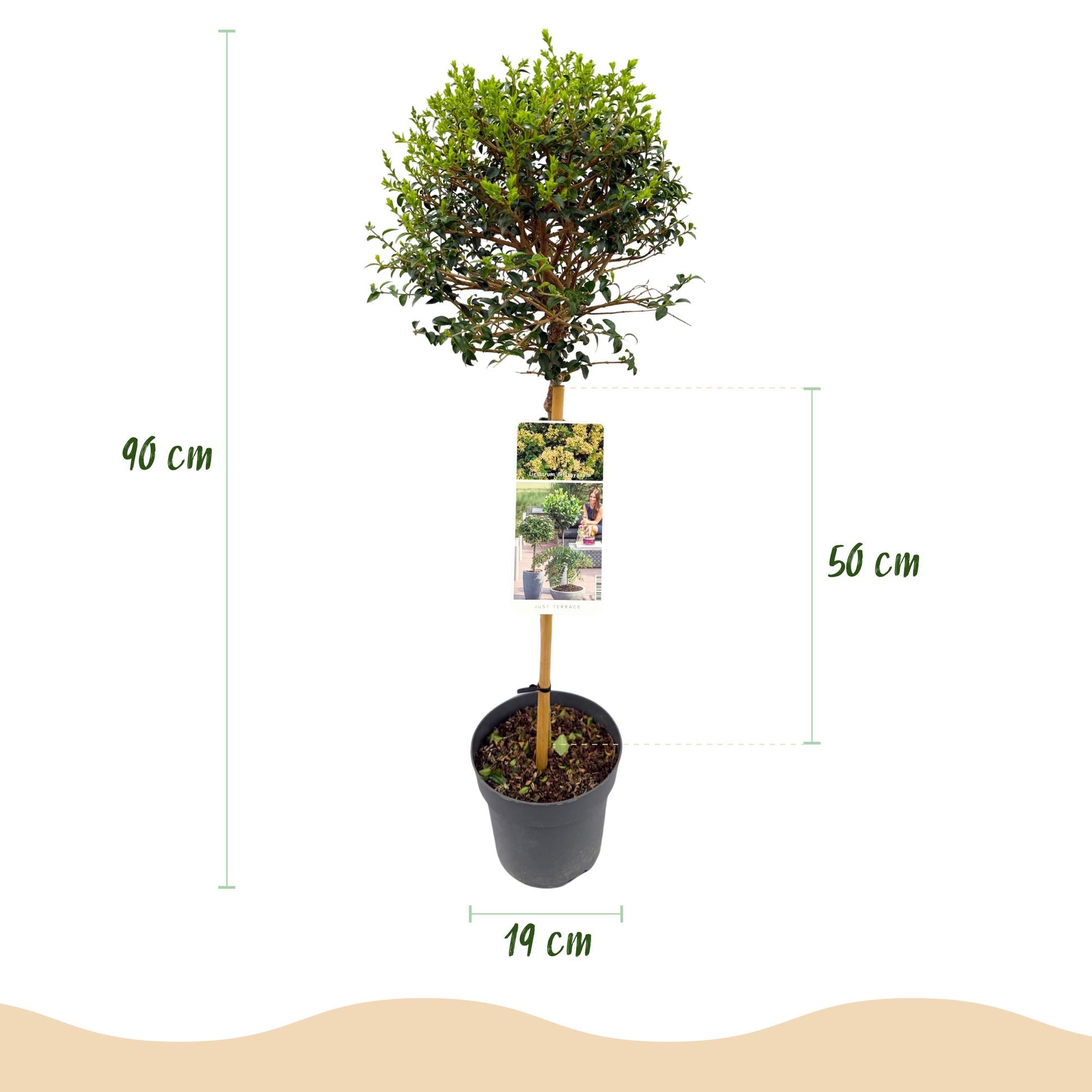 Ligustrum delavayanum - Terras Plant - Bladhoudend - Winterhard - Groen Blad - Pot 19cm Hoogte 90cm