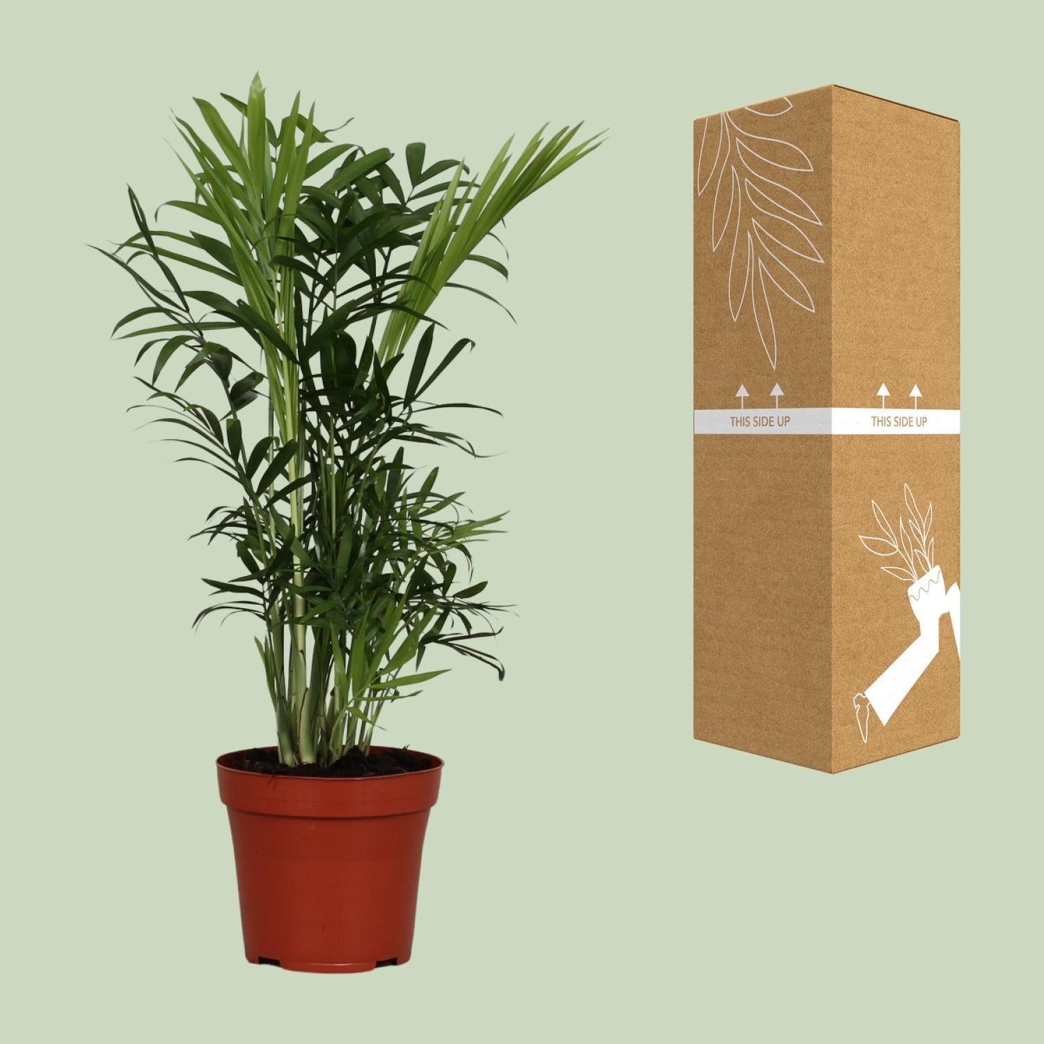 Chamaedorea Elegans – Ø12cm – ↕40cm