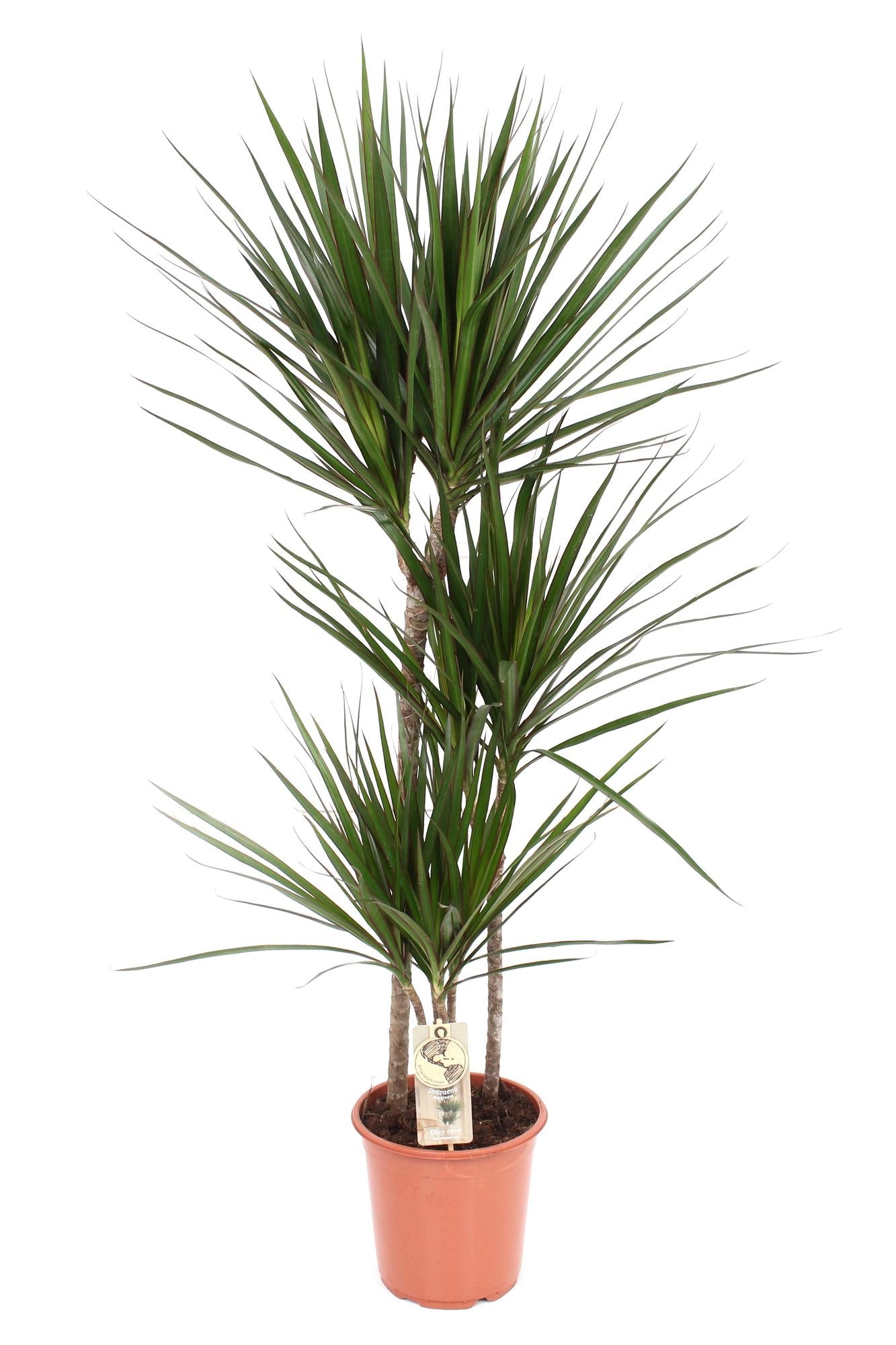 Dracaena marginalata - Ø21 ↕120