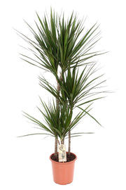 Dracaena marginalata - Ø21 ↕120