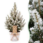 Picea glauca Conica - 4x Kegelspar - Groen - Wit - Kerstboom - incl. zinken pot - Ø17cm - ↕65cm