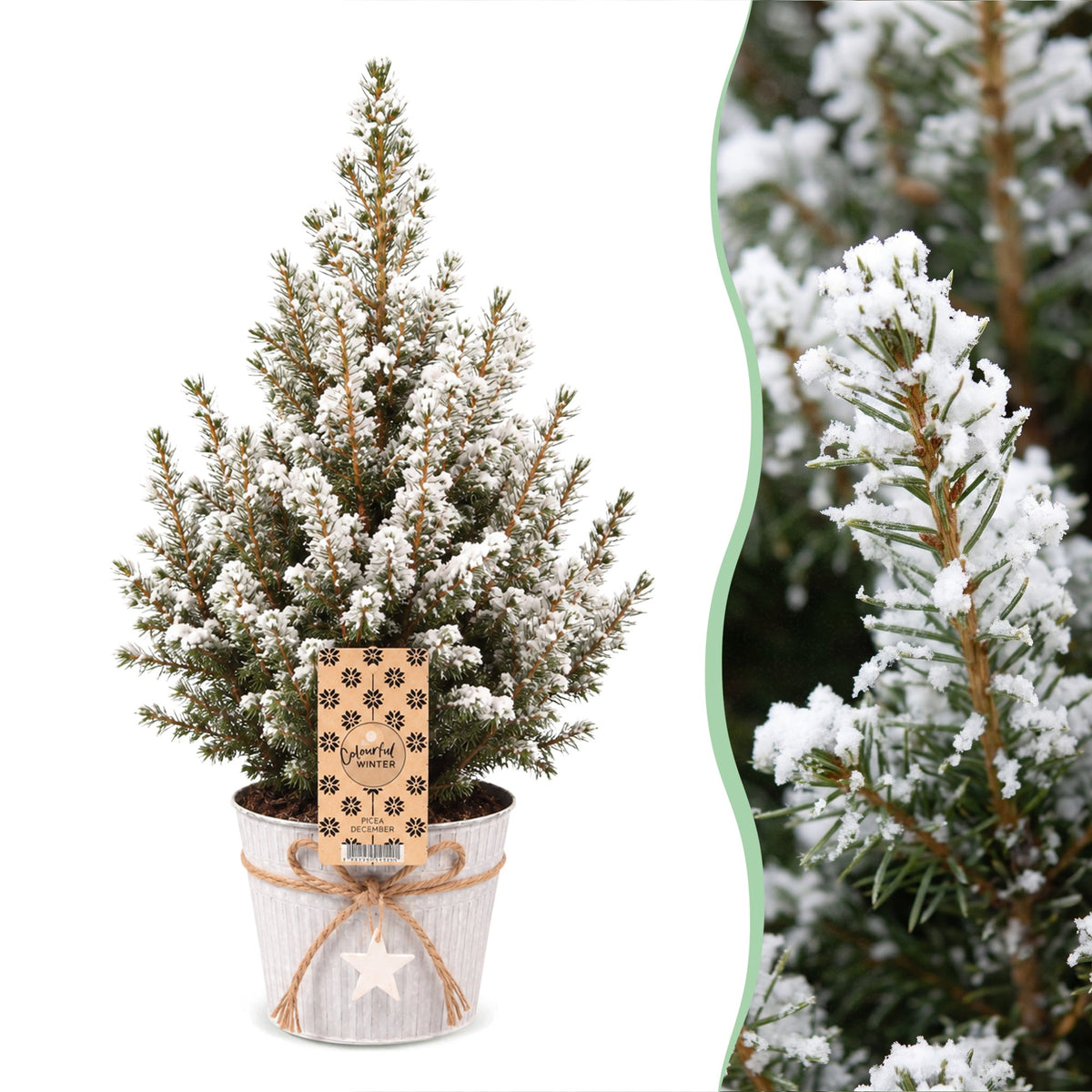 Picea glauca Conica - 4x Kegelspar - Groen - Wit - Kerstboom - incl. zinken pot - Ø17cm - ↕65cm