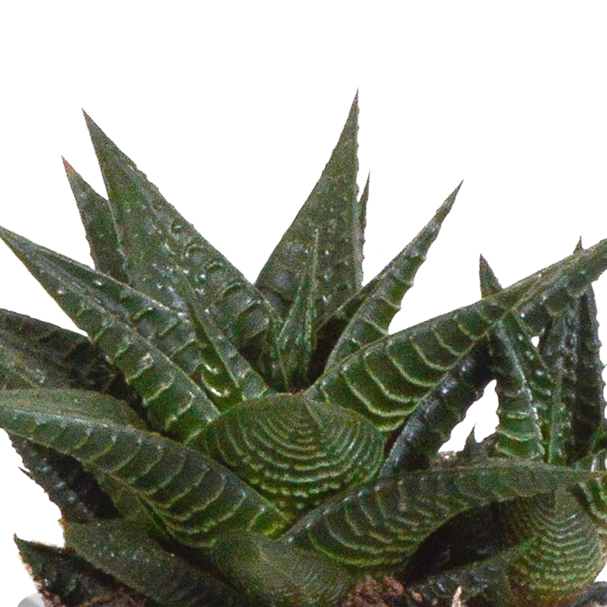 Gasteria/Haworthia mix 8,5cm - 3x - in Mexicaanse pot