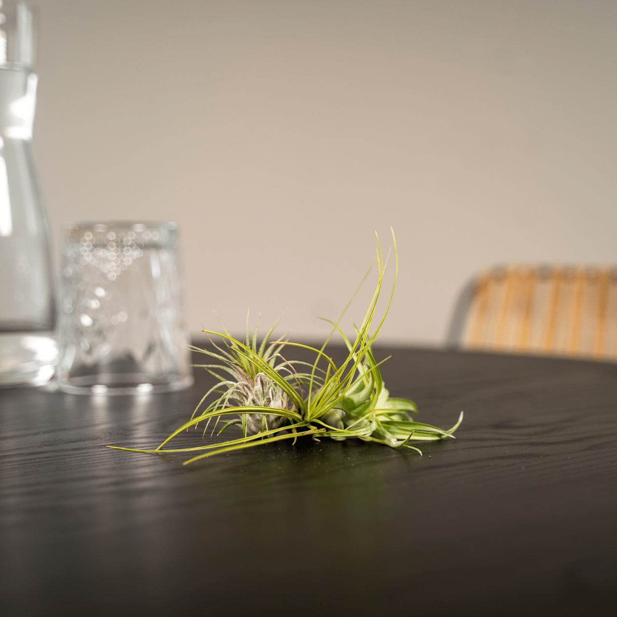 Tillandsia Air mix - 5 stuks - 6 cm - ø6