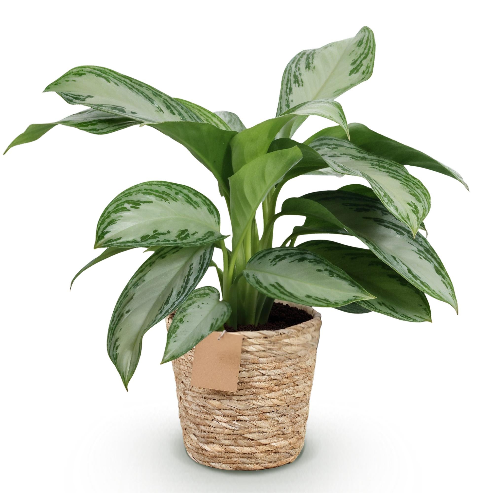 Aglaonema Silver Bay - Zilverblad - Weinig onderhoud - met mand - Groen - 1 Plant - Pot 17cm - Hoogte 70-75cm
