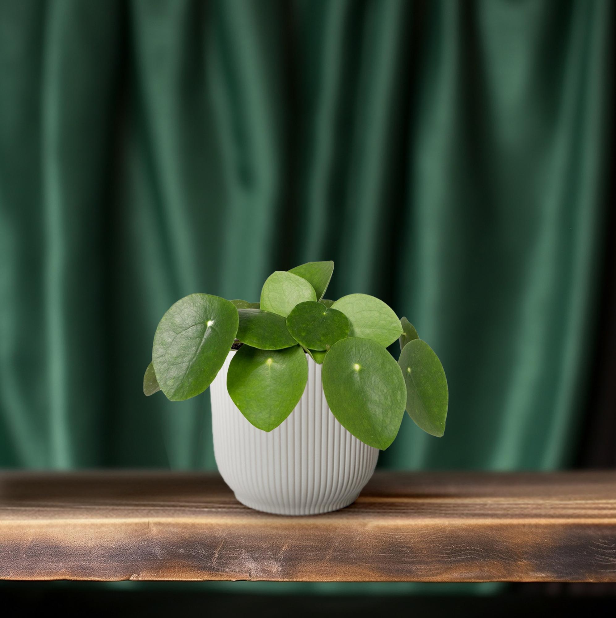 Pilea Peperomiodes - Plante crêpe - Ø12cm - ↕20cm
