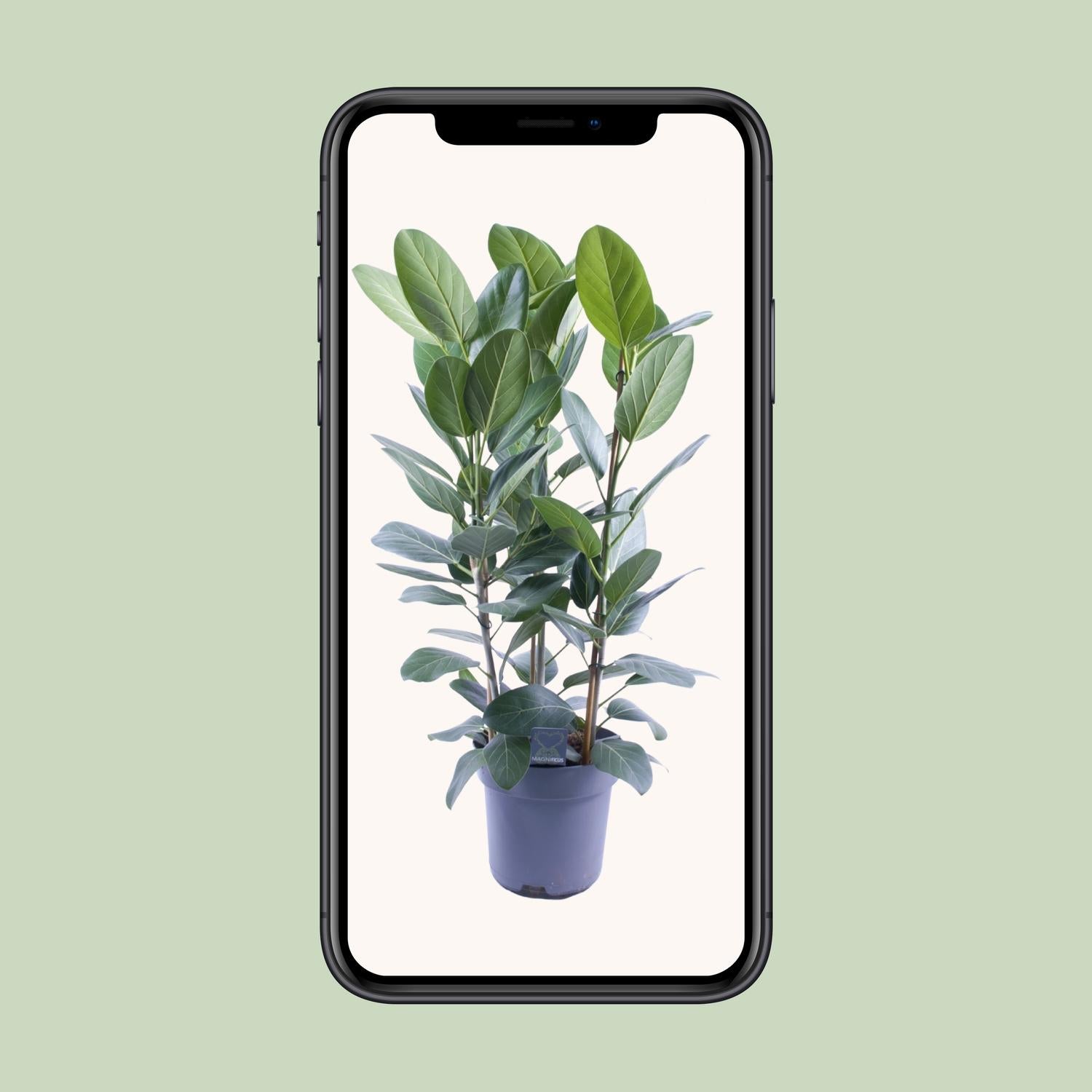 Ficus Audrey Tuft, 3 esquejes - Ø27 cm - ↕105 cm