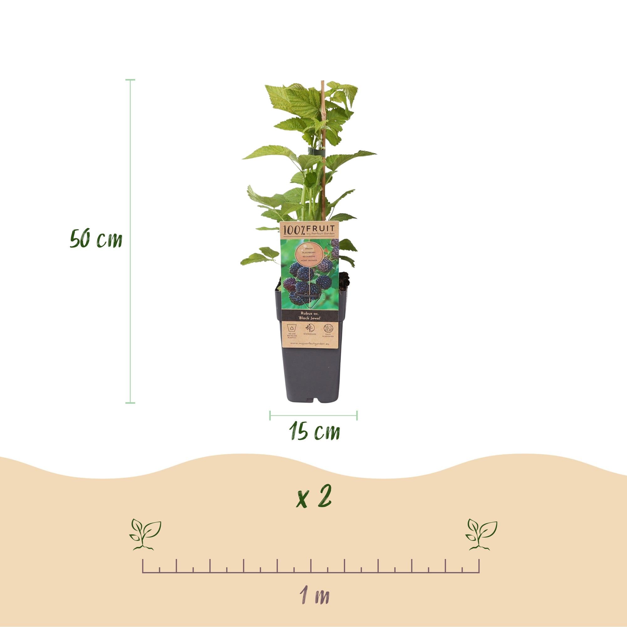 Rubus occ. Black Jewel - Bramenplant - Winterhard - Zwarte Braam - 2 Planten - Pot 15cm - Hoogte 50cm