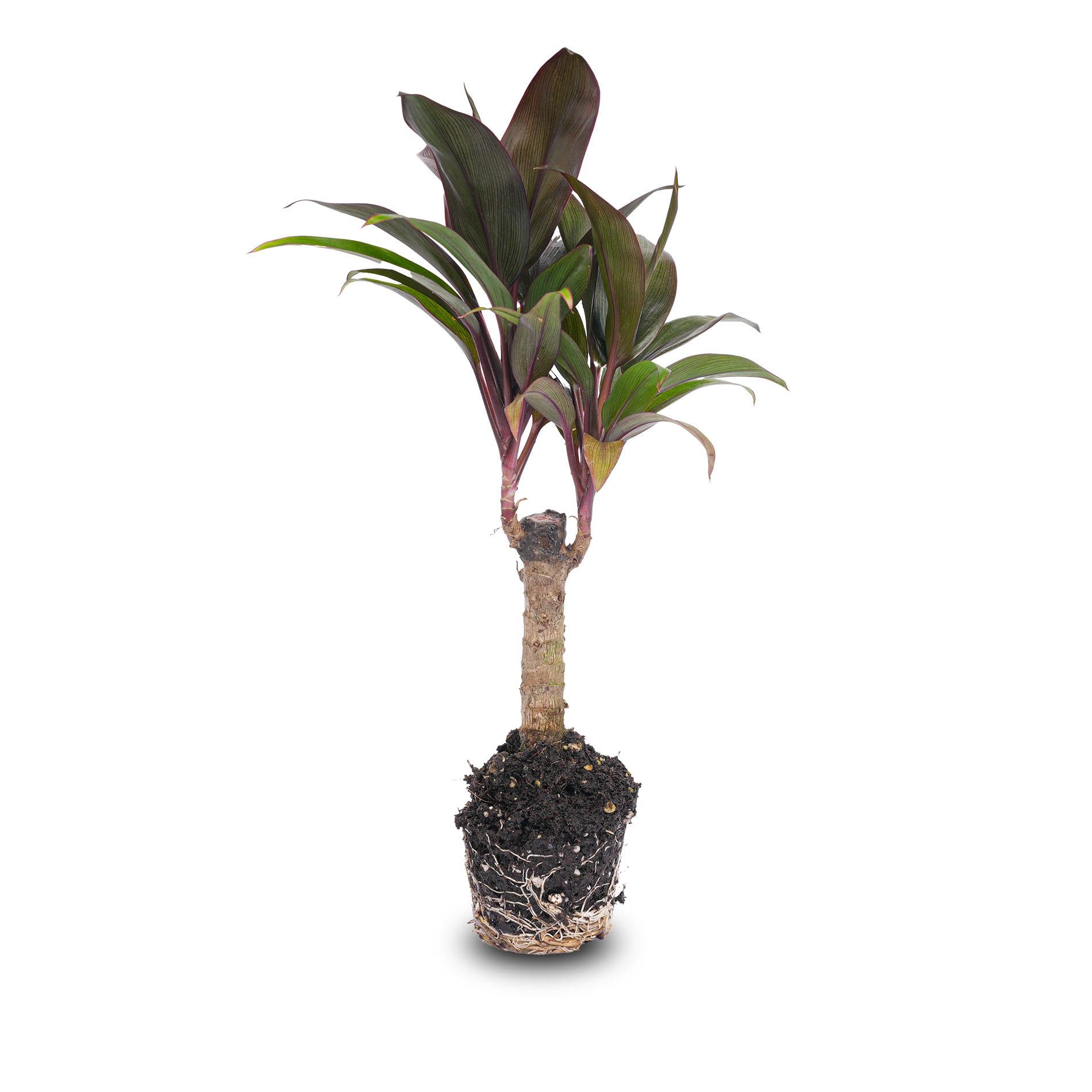 Mini palmier - Cordyline fruticosa 'Purple Compacta' - Plante de terrarium - Pot taille 6