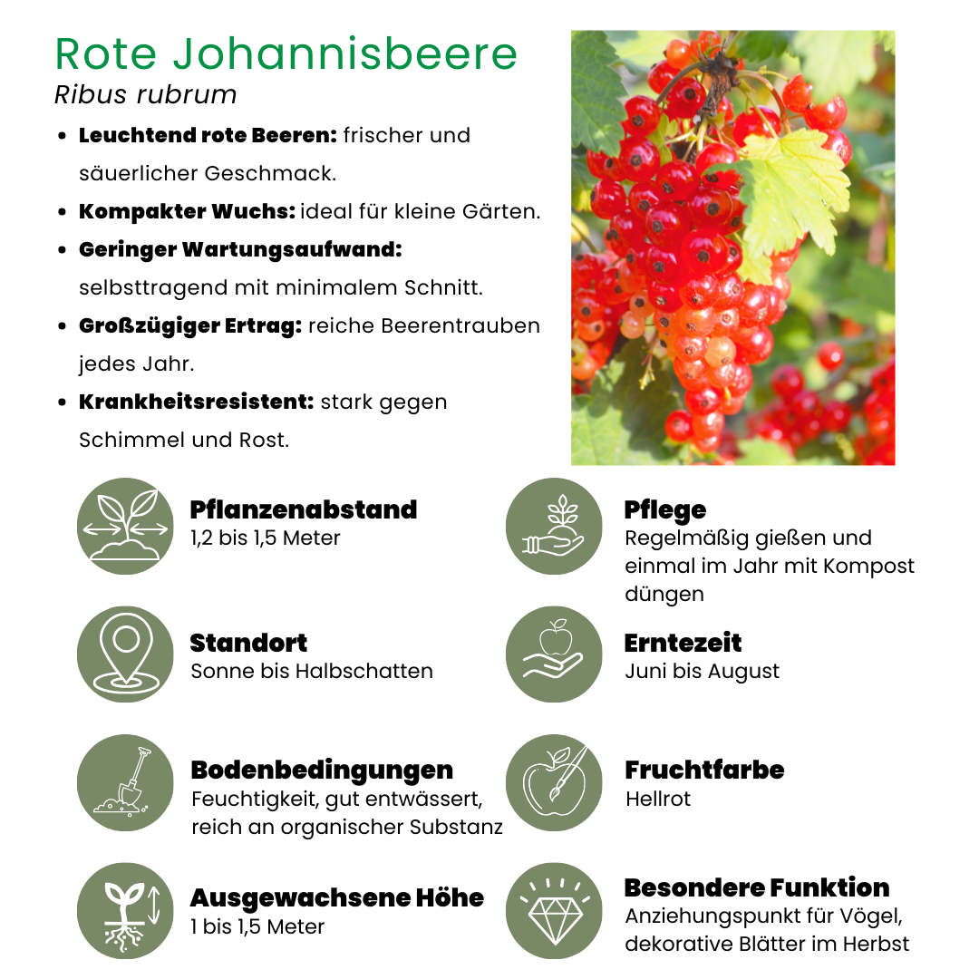 6 Bio-Stachelbeerpflanzen – Ø 13 cm – ↨ 20 cm