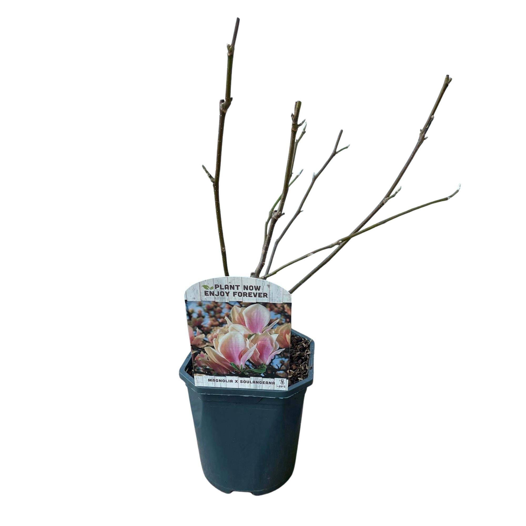 Green boutiQ – Sträucher – Magnolia soulangiana – Blüten hellrosa – 1 Pflanze – Laubabwerfend – Pflegeleicht – Topf 17 cm, Höhe 45 cm