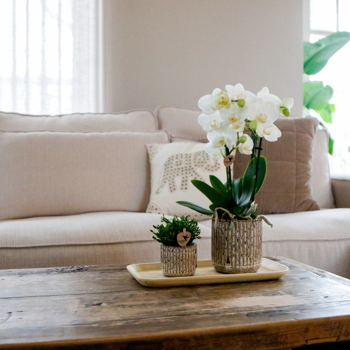 Orchidées Kolibri | Coffret cadeau Nature sauvage petit format | Plante verte avec orchidée Phalaenopsis blanche Amabilis dans des pots décoratifs Jaguar sur un plateau en bambou