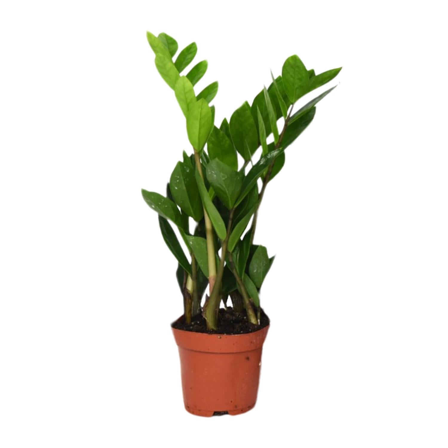 Zamioculcas Zamiifolia - Ø12 cm - ↕40 cm