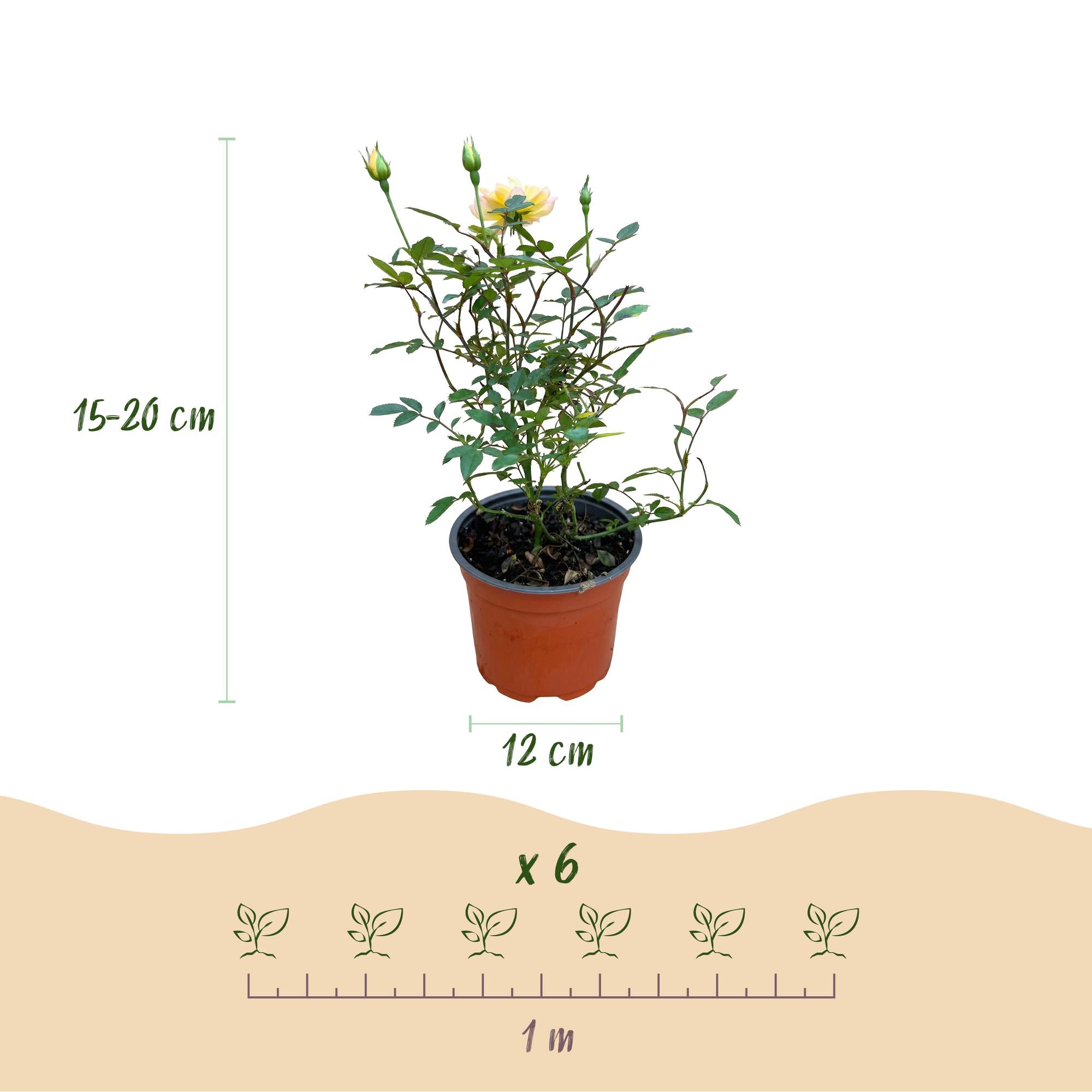 Rosa Tricolor Fairy - Roos - Winterhard - Geel-Roze - 3 Planten - Pot 12cm - Hoogte Hoogte 20-25cm