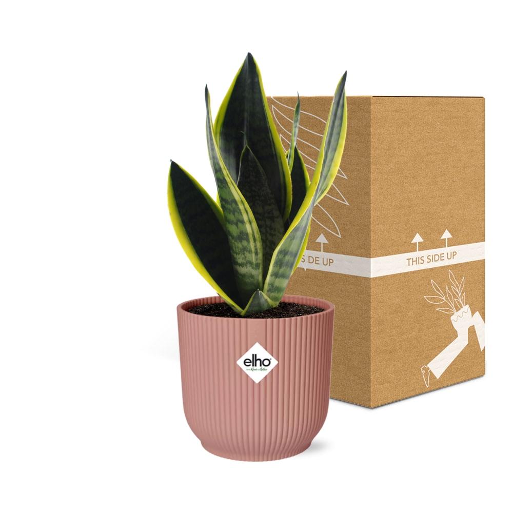 Sansevieria Futura Superba en ELHO Vibes Fold 14cm rosa