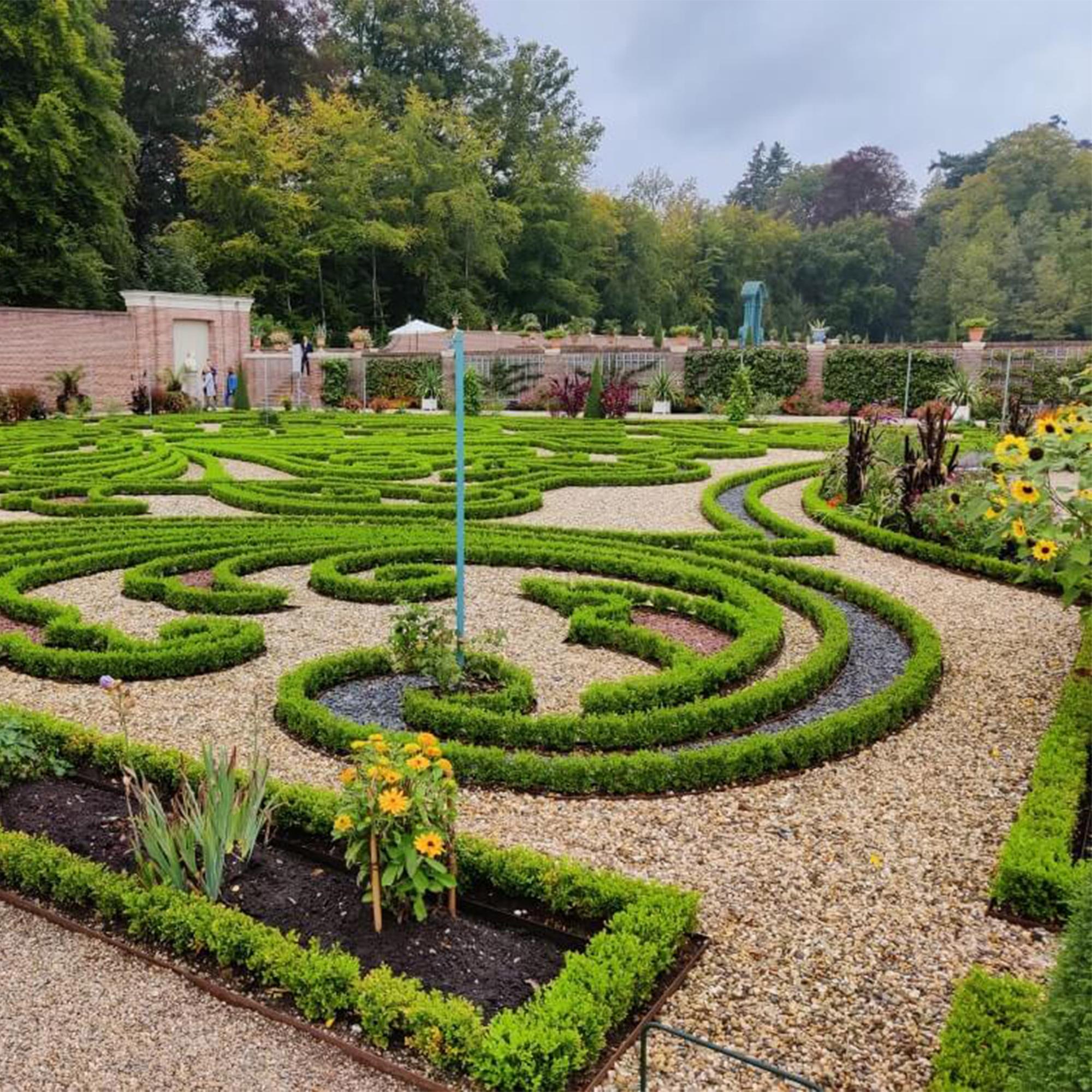 Buxus Haag - BetterBuxus Babylon Beauty - Resistant tegen de Buxus schimmel - 16 planten - 2 strekkende meter - pot 9cm hoogte 20-25
