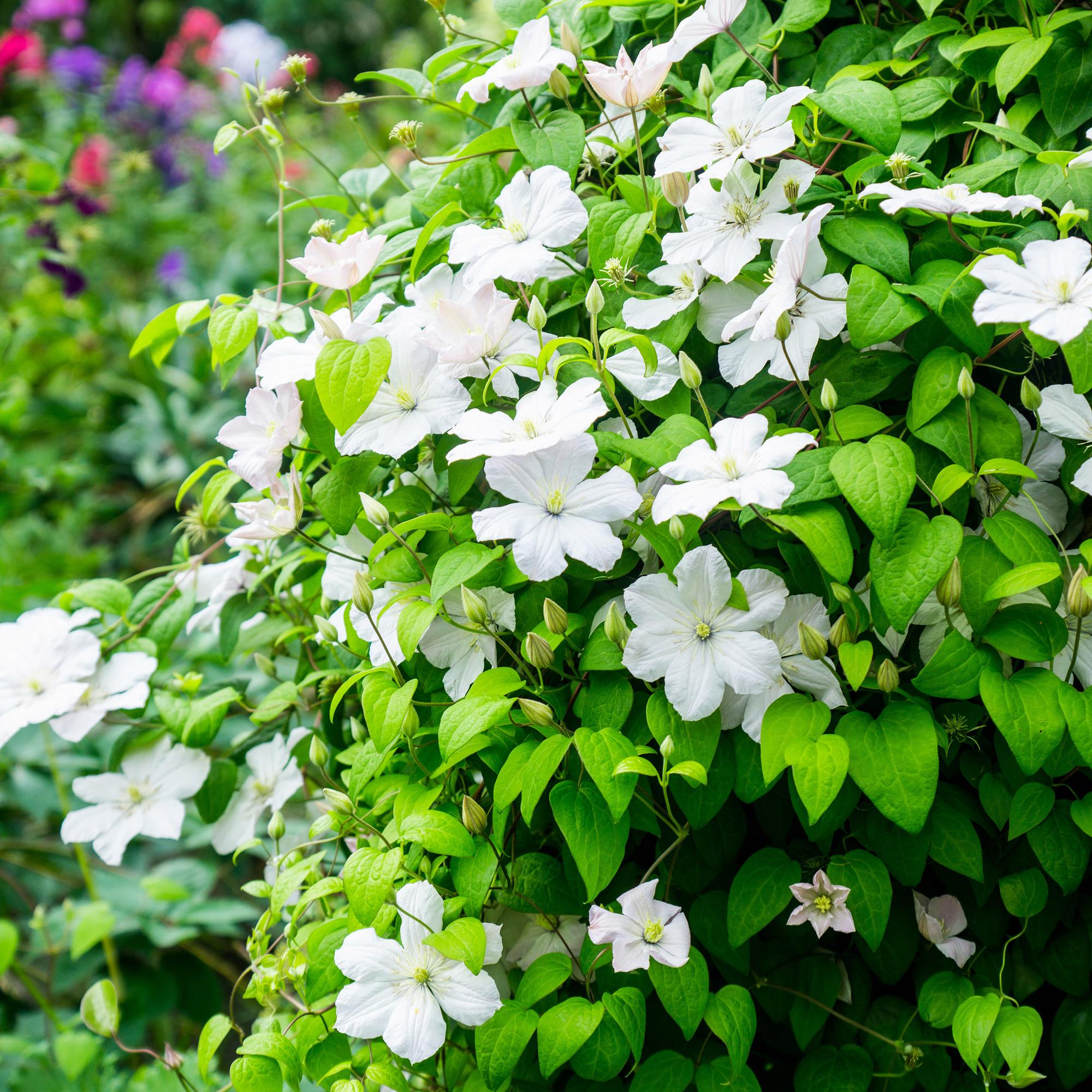 Clematis Madame Le Coultre - bloem wit - Weinig onderhoud -2 planten -  Pot 11cm Hoogte 40cm