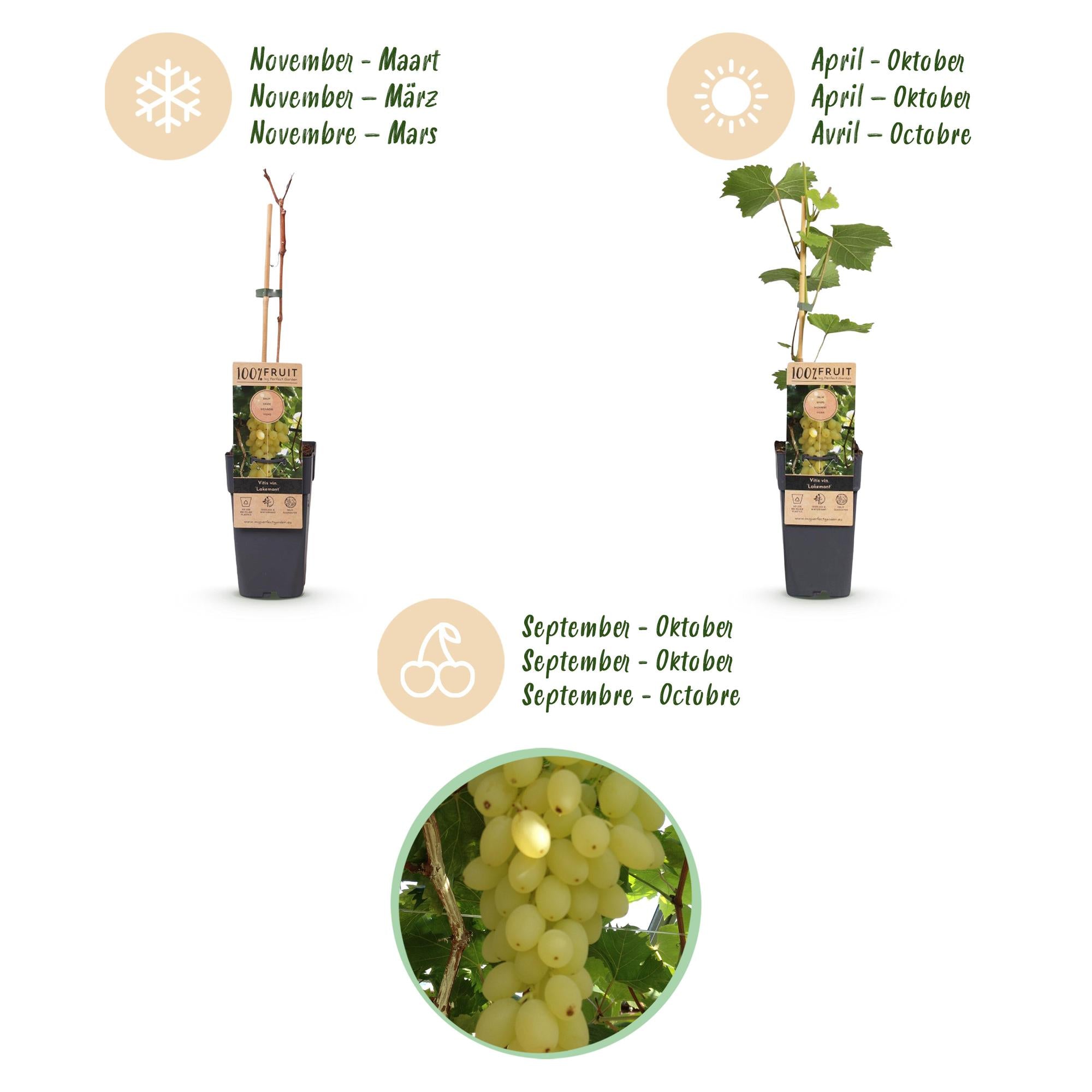 Vitis vinifera Lakemont - Druivenplant - Winterhard - Goudgele Druif - 2 Planten - Pot 15cm - Hoogte 50cm